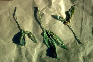Tu-lip, Melimjo, Spinach Joint fir