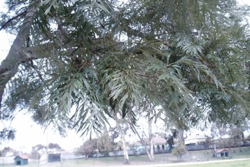 Silky oak