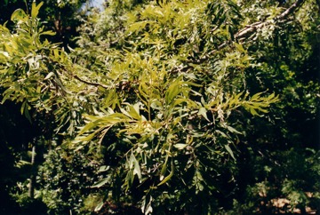 Silky oak