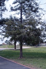 Silky oak