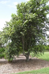 West Indian elm