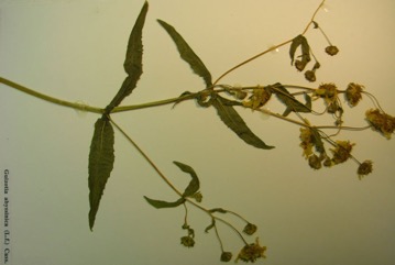 Niger Seed