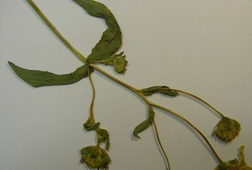 Niger Seed