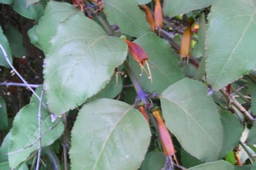 African honeysuckle