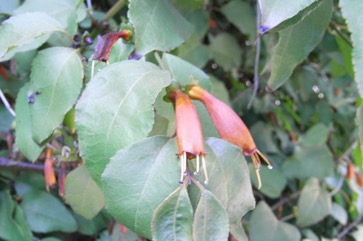 African honeysuckle