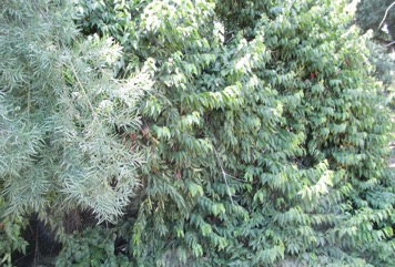 African honeysuckle