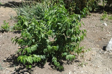 African honeysuckle