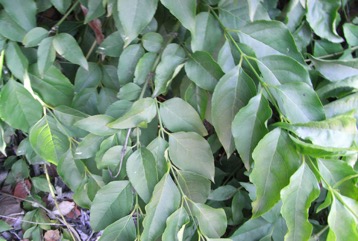 African honeysuckle
