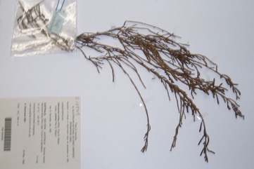 Brown-headed glasswort, Marsh Samphire