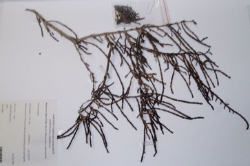 Brown-headed glasswort, Marsh Samphire