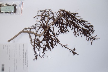 Brown-headed glasswort, Marsh Samphire