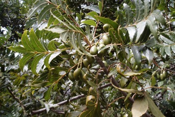 Kaffir plum, Wild plum