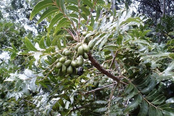 Kaffir plum, Wild plum