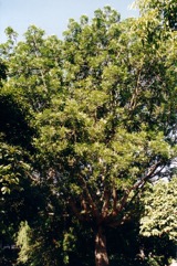 Kaffir plum, Wild plum