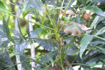 Kaffir plum, Wild plum