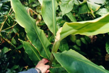 Butterfly ginger, White ginger lily