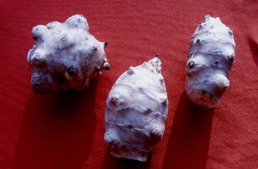 Jerusalem artichoke