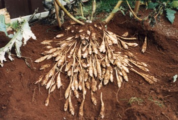 Jerusalem artichoke
