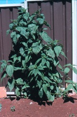 Jerusalem artichoke