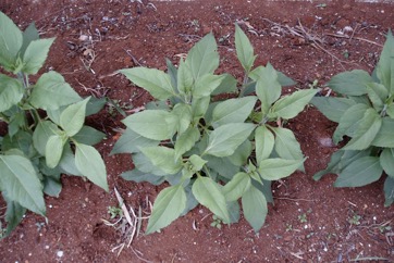 Jerusalem artichoke