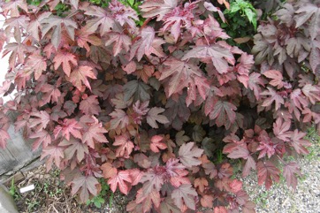 Red-leaf hibiscus