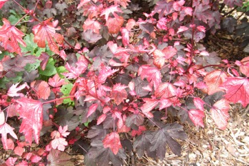Red-leaf hibiscus