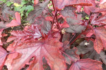 Red-leaf hibiscus