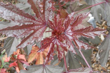 Red-leaf hibiscus