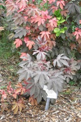 Red-leaf hibiscus