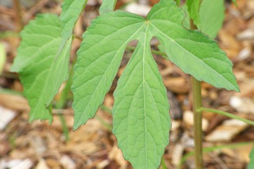 Vegetable kenaf, Indian hemp