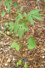Vegetable kenaf, Indian hemp
