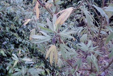 Yellow Hibiscus, Prickly tree hibiscus