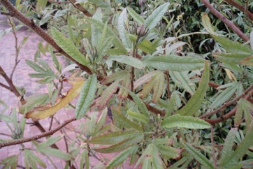 Yellow Hibiscus, Prickly tree hibiscus