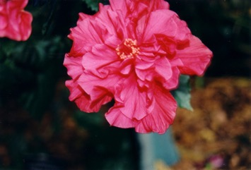 Hibiscus, Rose of China