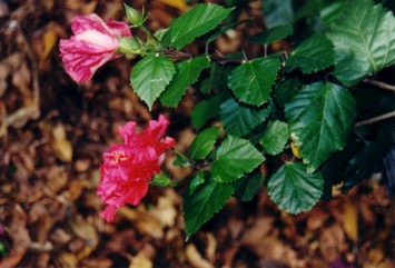 Hibiscus, Rose of China
