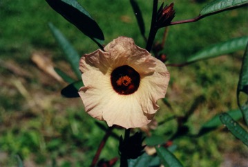 Roselle, Rosella
