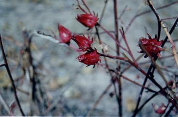 Roselle, Rosella