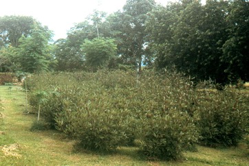 Roselle, Rosella