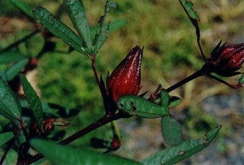Roselle, Rosella