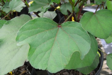 Roselle, Rosella