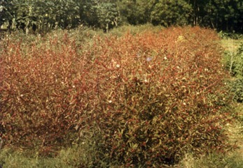 Roselle, Rosella
