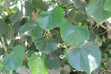 Cotton Tree, Beach Hibiscus