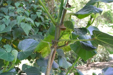 Cotton Tree, Beach Hibiscus