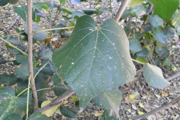 Cotton Tree, Beach Hibiscus