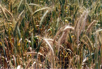 Barley, Pearl Barley, Six Rowed Barley