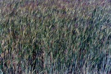 Barley, Pearl Barley, Six Rowed Barley