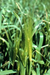 Barley, Pearl Barley, Six Rowed Barley
