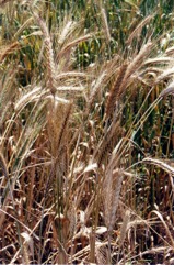 Barley, Pearl Barley, Six Rowed Barley