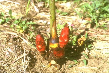 Native cardamon, Golgol, Gorgor