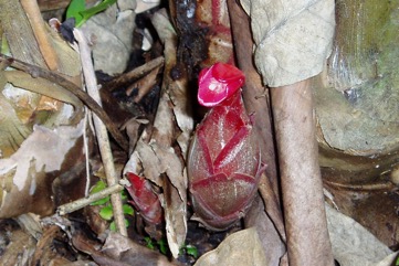 Native cardamon, Golgol, Gorgor